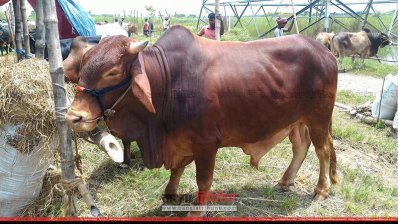 আফতাবনগর পশুর হাটে উঠেছে এই গরুটি