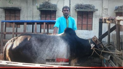 কম দামে গরু কিনে খুশি আব্দুল মজিদ