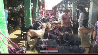 গরুর পাশাপাশি ছাগলও উঠেছে প্রচুর