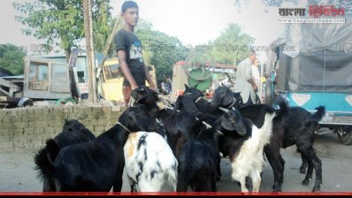 জমে উঠেছে পশুর হাট