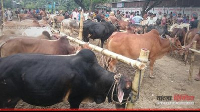 কুড়িগ্রামের হাটে গরুর সরবরাহ বেশি থাকায় দাম কম