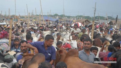 রাজশাহীতে জমে উঠেছে পশুর হাট