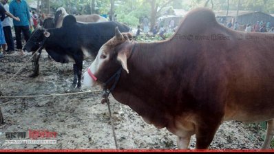 নড়াইলে জমে উঠেছে পশুর হাট