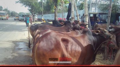 চট্টগ্রামে মূল সড়কের ওপর গরুর হাট