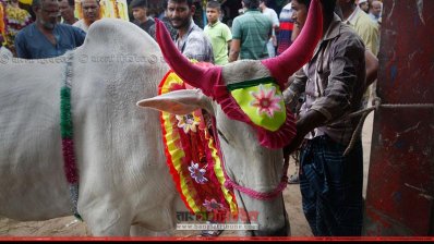 ক্রেতার দৃষ্টি আকর্ষণের চেষ্টা থেকেই সাজানো হয় কোরবানির পশু