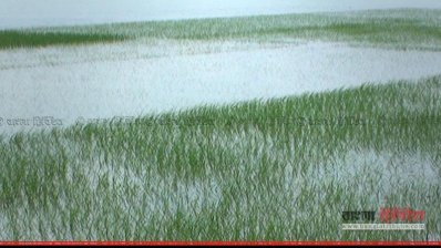বন্যা (ফাইল ছবি) 
