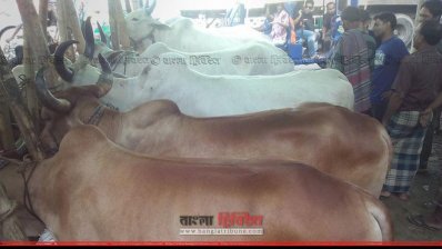 চট্টগ্রামে সড়কের ওপর গরুর হাট 