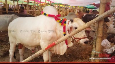 হাটে আছে ১০ হাজার গরু, সারাদিনে বিক্রি ২০০