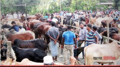 বরিশালে জমে উঠেছে কোরবানির পশুর হাট