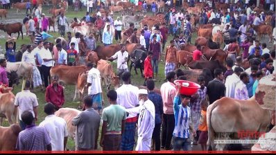 ভোলায় পশুর হাট ২ 