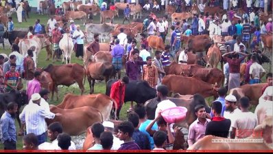 ভোলায় পশুর হাট