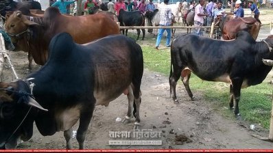 বিক্রেতা বেশি, ক্রেতা নেই তেমন (ছবি- প্রতিনিধি)