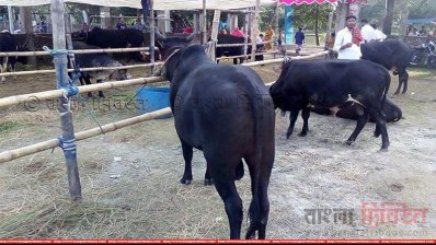 বাগেরহাটে একটি গরুর হাটের চিত্র