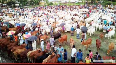 পশুর হাটে ছোট ও মাঝারি আকৃতির গরুর চাহিদা বেশি