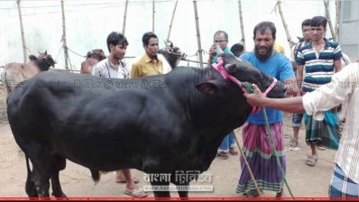মেরাদিয়া হাটে বিক্রেতা এই গরুটির দাম হাঁকছেন তিন লাখ টাকা