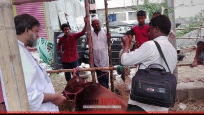 কোরবানির হাটে পশুর স্বাস্থ্যপরীক্ষা শেষে ইনজেকশন দিচ্ছেন চিকিৎসক