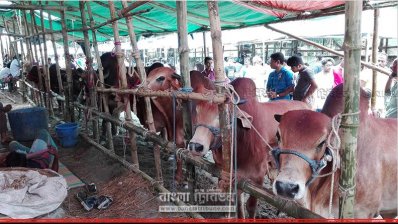 রাজধানীর একটি গরুর হাট