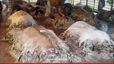 মৌসুমি ব্যবসায়ীদের গ্রামে গ্রামে ঘুরে সংগৃহিত চামড়া (ছবি- প্রতিনিধি)