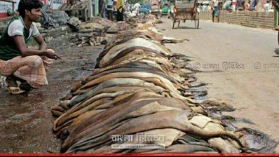 মৌসুমি ব্যবসায়ীদের গ্রামে গ্রামে ঘুরে সংগৃহিত চামড়া (ছবি- প্রতিনিধি)