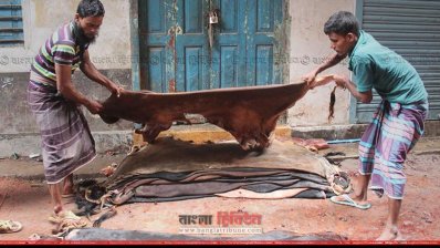 চামড়া সংগ্রহ করছেন ব্যবসায়ীরা