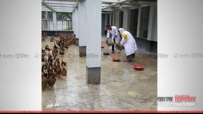 বাগেরহাটের আঞ্চলিক হাঁস প্রজনন খামার।