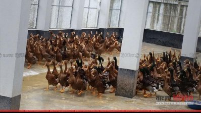 বাগেরহাটের আঞ্চলিক হাঁস প্রজনন খামার।
