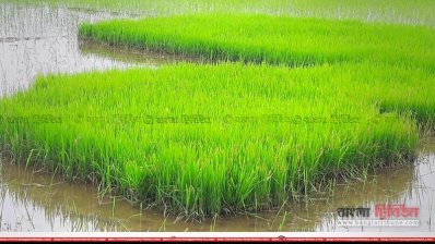 বন্যার কবল থেকে বেঁচে যাওয়া আমনের বীজতলা, ছবি- প্রতিনিধি