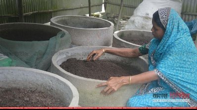 কেঁচো সার উৎপাদন করে স্বাবলম্বী হচ্ছেন কুমিল্লার নারীরা 