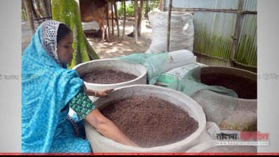 কেঁচো সার উৎপাদন করছে প্রায় অর্ধ-শতাধিক নারী