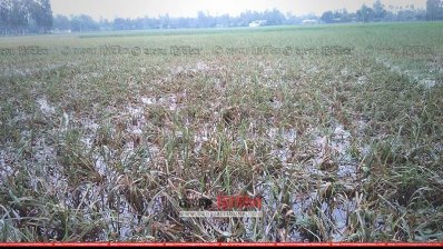 বাঙালি নদীর দুই কূল উপচে ফসলের ব্যাপক ক্ষতি (ছবি: প্রতিনিধি)