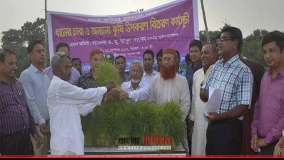 বন্যায় ক্ষতিগ্রস্ত কৃষকদের ধানের চারা বিতরণ