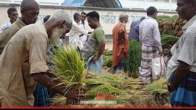 ঘুরে দাঁড়ানোর চেষ্টায় বগুড়ার চাষিরা, আমন চারার দাম চড়া