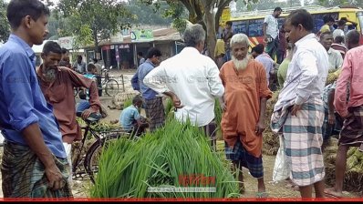 হাটে আমন ধানের চারা