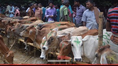 ভোলাহাট চরধরমপুর খাটালে ভারতীয় গরু 