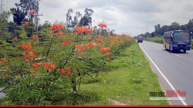 ঢাকা-চট্টগ্রাম মহাসড়কের আইল্যান্ড যেন ফুল বাগান