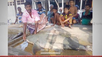 বাঘাইড় মাছ (ছবি- প্রতিনিধি)
