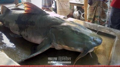 বাঘাইড় মাছ (ছবি- প্রতিনিধি)