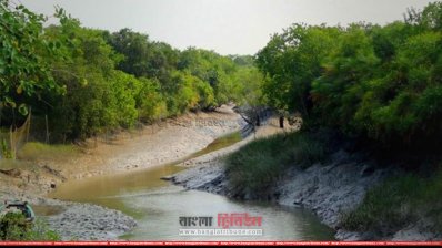 সুন্দরবনের এই খালে বিষ দিয়ে মাছ শিকার নিষিদ্ধ