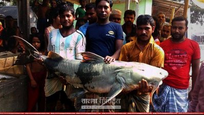 বাঘাইড় মাছ (ছবি- প্রতিনিধি)