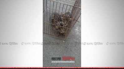   উদ্ধার হওয়া মেছো বাঘের বাচ্চা