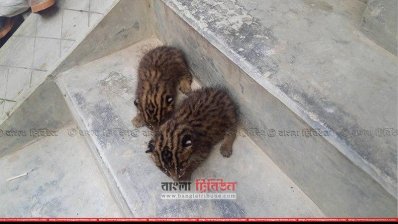   উদ্ধার হওয়া মেছো বাঘের বাচ্চা
