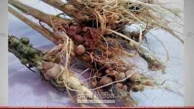 ধৈঞ্চা গাছের শেকড়ে থাকা নভিউল, যা জমিতে নাইট্রোজেন সরবরাহ করে (ছবি- প্রতিনিধি)