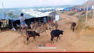 মধুরছড়ায় গো-চারণ ভূমিতেও আশ্রয় নিয়েছে রোহিঙ্গারা (ছবি: প্রতিনিধি)