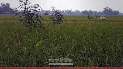 দিন দিন জয়প্রিয় হয়ে উঠছে লাইভ পার্চিং (ছবি- প্রতিনিধি)