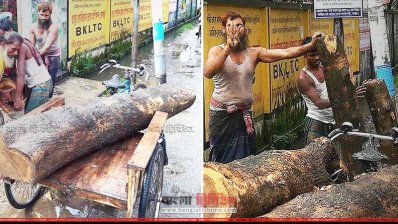 হোস্টেলের ভেতর থেকে কাটা গাছ