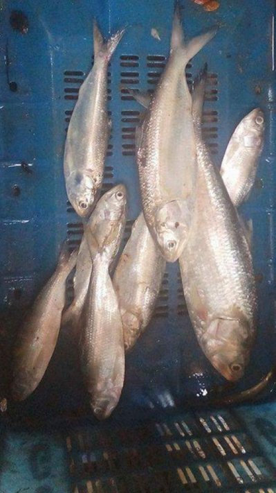 হাওরের ইলিশ