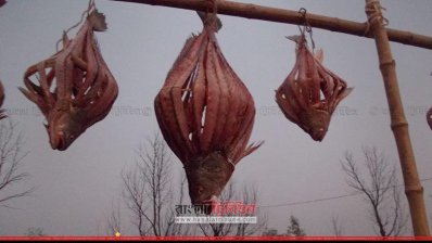 শুঁটকি প্রক্রিয়াকরণ 
