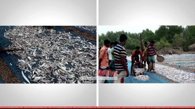 শুঁটকির জন্য মাছ সংগ্রহ 