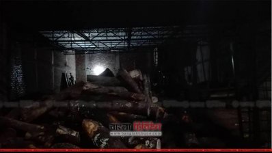 স`মিলে রাখা গাছ