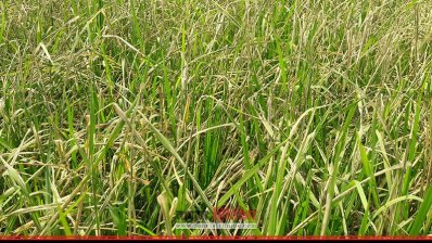 আমন ক্ষেতে পোকা: কৃষি কর্মকর্তাদের মাঠে না থাকার অভিযোগ কৃষকদের